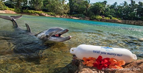 Discovery Cove Valentine's Buyo Banner