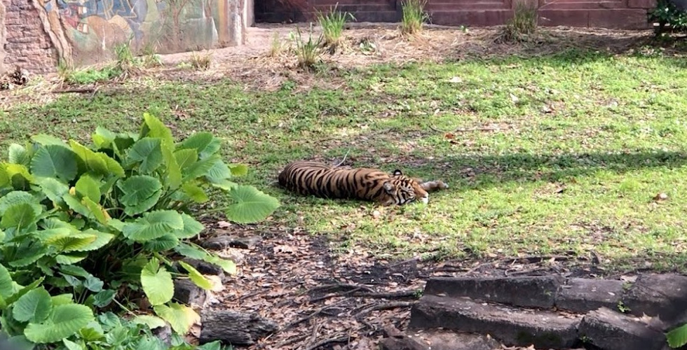 Maharajah Jungle Trek tiger