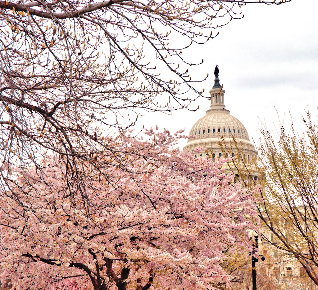 Us Capitol Cherry Blossoms The Unofficial Guides