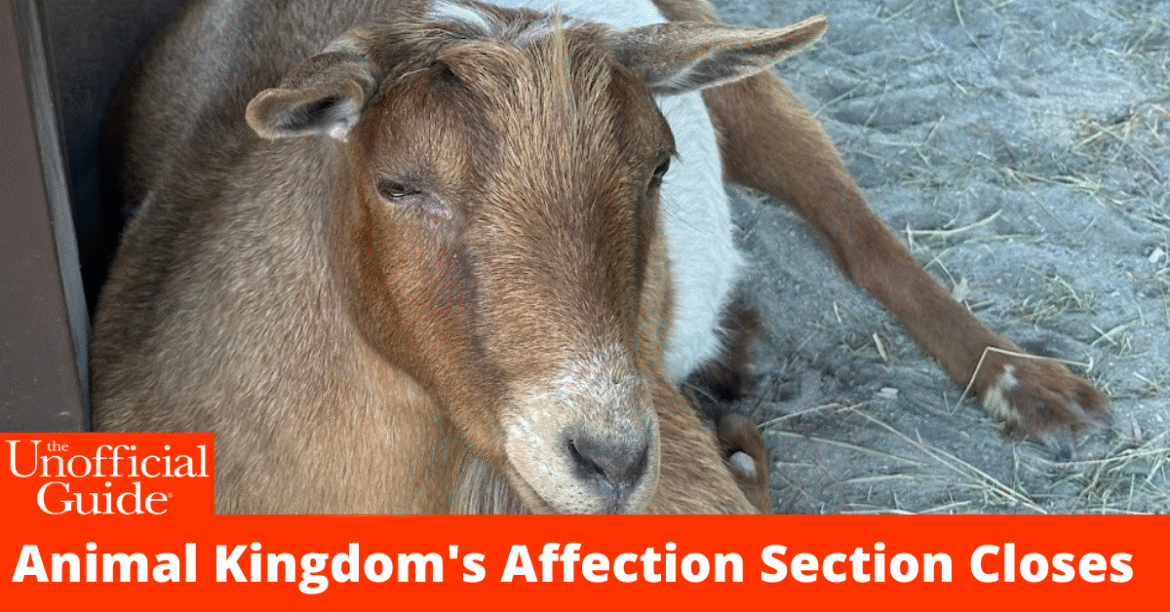 Animal Kingdom's Affection Section Closes (1)