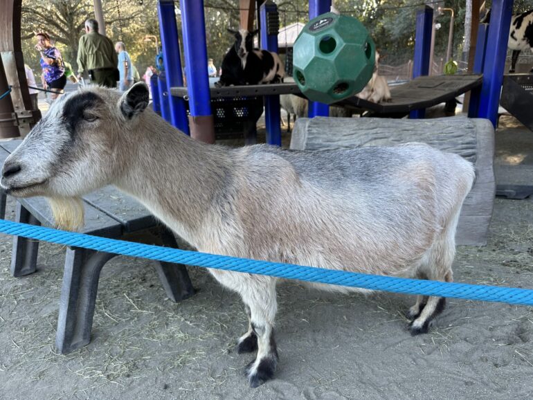 Disney’s Best Worst Monsters, Inc. at DCA